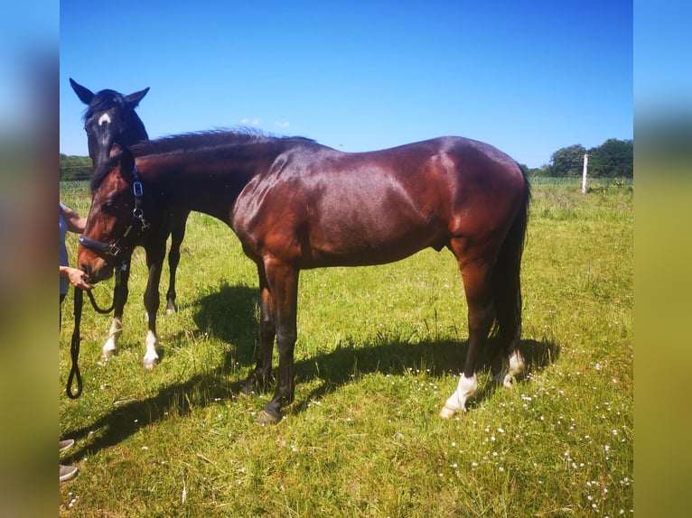 Hannoveriano Caballo castrado 3 años 161 cm Castaño oscuro in Lienen