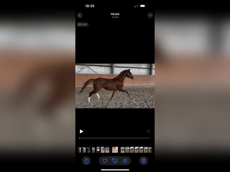 Hannoveriano Caballo castrado 3 años 162 cm Alazán-tostado in Ense