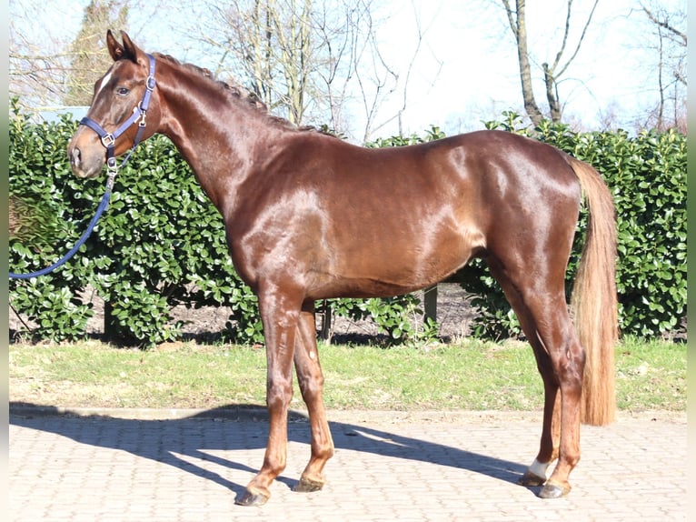 Hannoveriano Caballo castrado 3 años 162 cm Alazán-tostado in Selsingen
