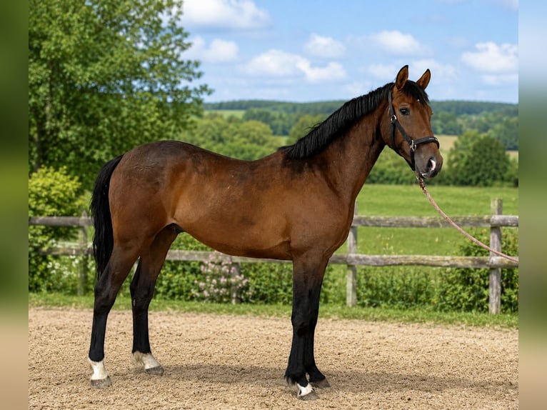 Hannoveriano Caballo castrado 3 años 162 cm Castaño in Neuhaus an der Oste