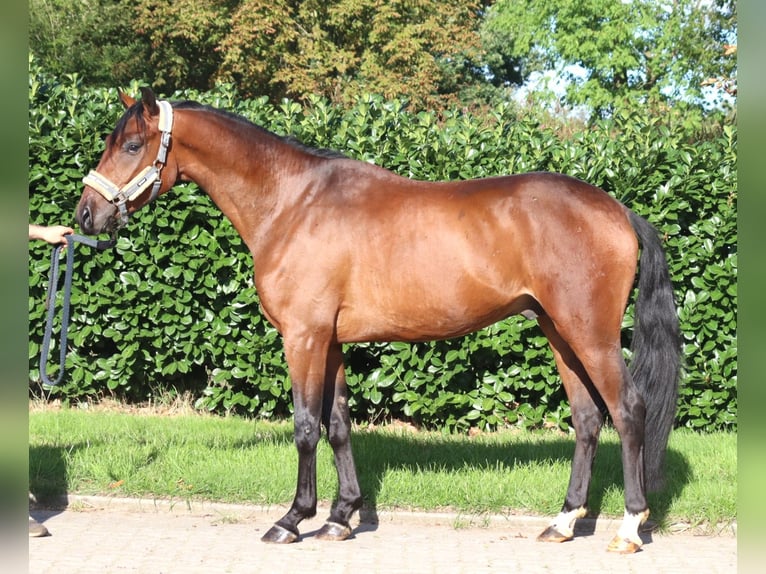 Hannoveriano Caballo castrado 3 años 162 cm Castaño in Selsingen