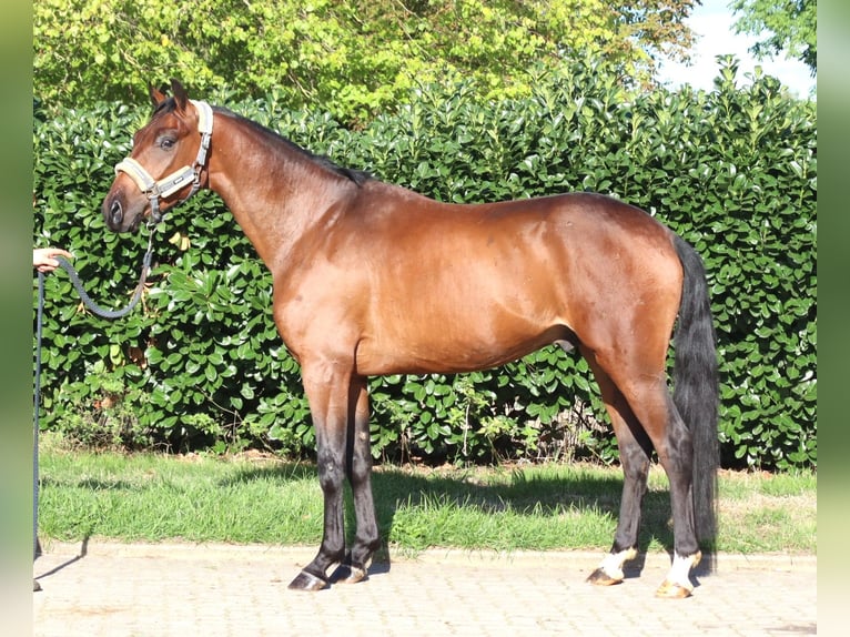 Hannoveriano Caballo castrado 3 años 162 cm Castaño in Selsingen