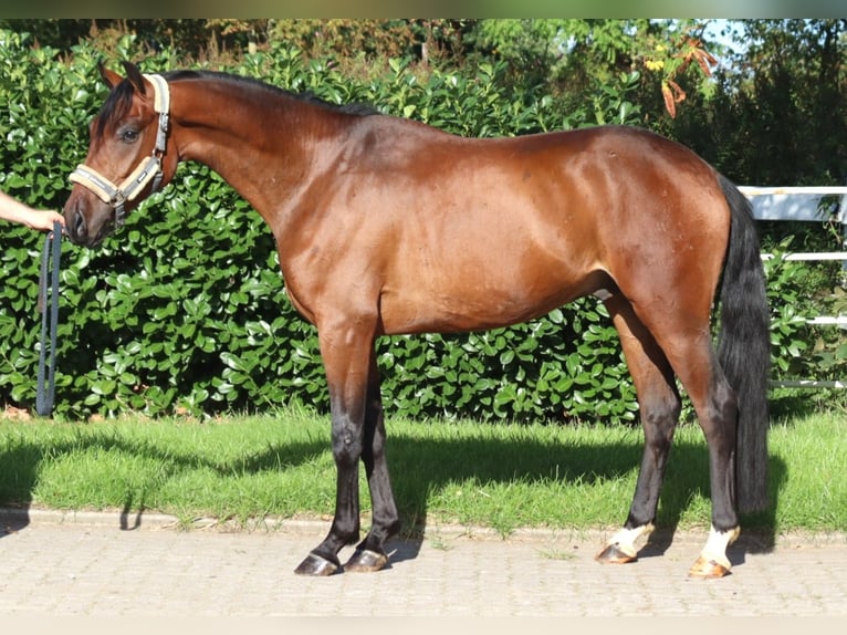 Hannoveriano Caballo castrado 3 años 162 cm Castaño in Selsingen