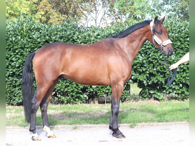 Hannoveriano Caballo castrado 3 años 162 cm Castaño in Selsingen