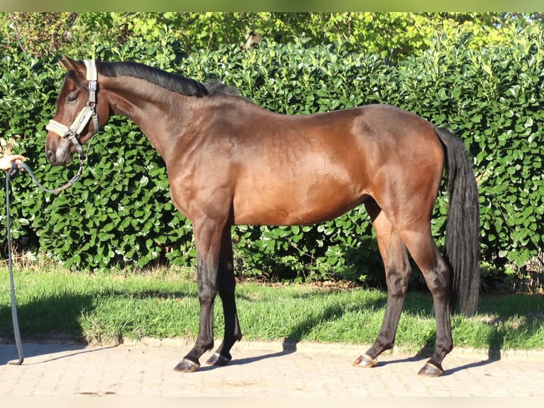 Hannoveriano Caballo castrado 3 años 162 cm Castaño in Selsingen