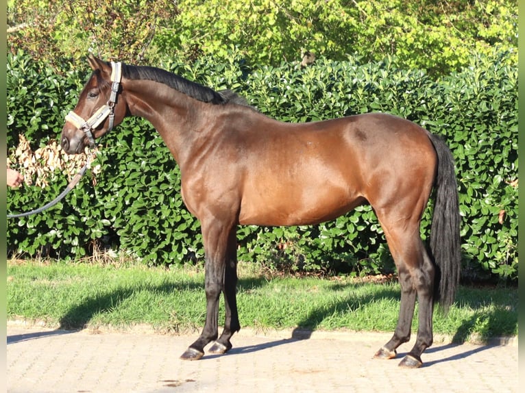 Hannoveriano Caballo castrado 3 años 162 cm Castaño in Selsingen