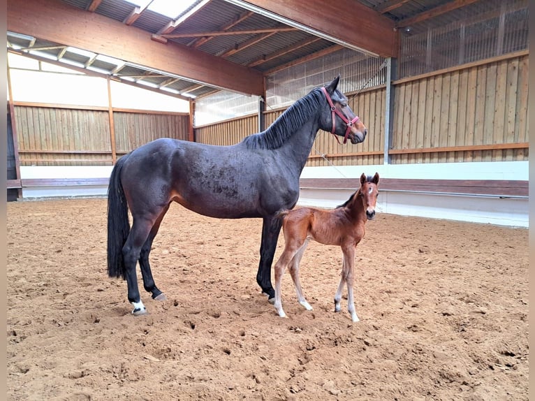 Hannoveriano Caballo castrado 3 años 162 cm Castaño in Oyten