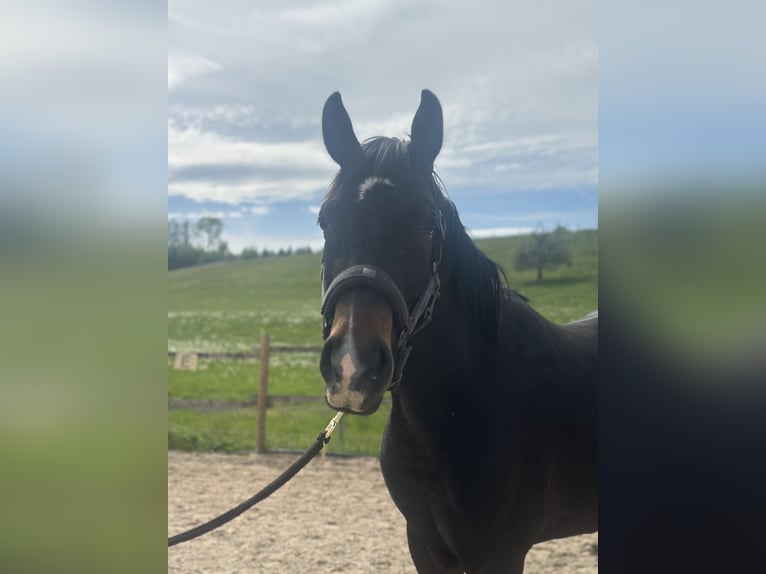 Hannoveriano Caballo castrado 3 años 162 cm Castaño oscuro in Wangen im Allgäu