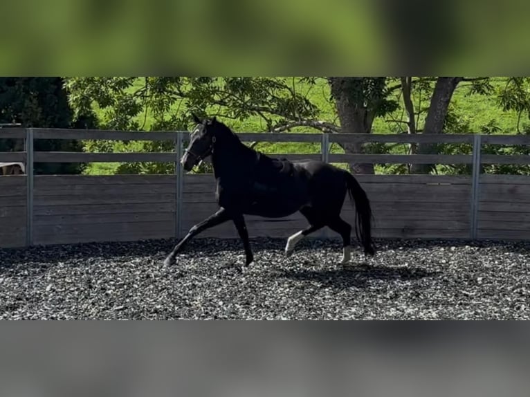 Hannoveriano Caballo castrado 3 años 162 cm Castaño oscuro in Wangen im Allgäu