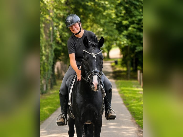 Hannoveriano Caballo castrado 3 años 162 cm Negro in Fürstenau