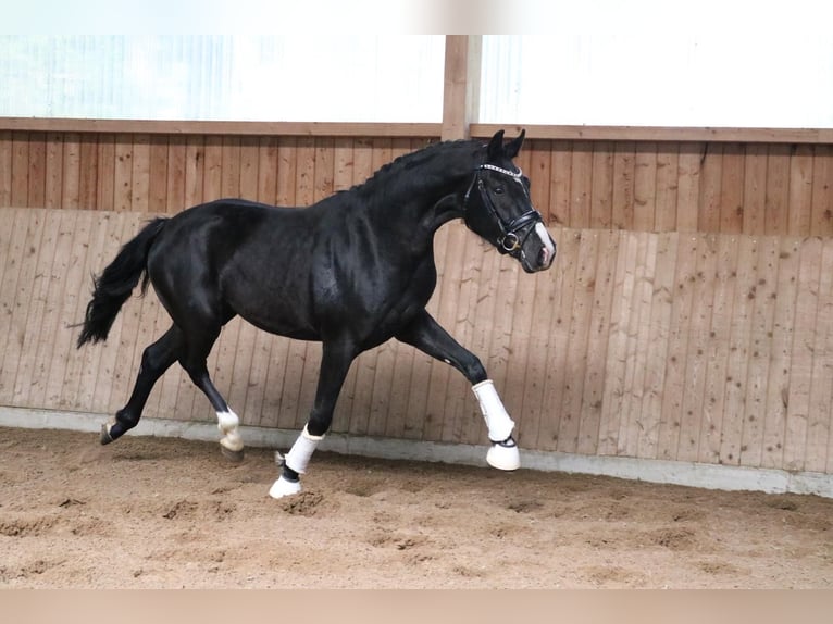 Hannoveriano Caballo castrado 3 años 162 cm Negro in Fürstenau