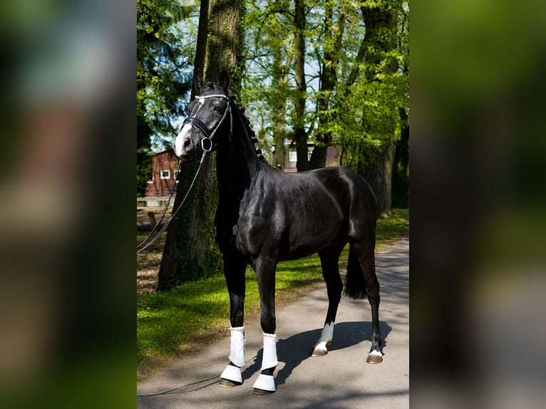 Hannoveriano Caballo castrado 3 años 162 cm Negro in Fürstenau