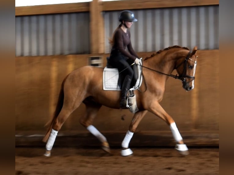 Hannoveriano Caballo castrado 3 años 163 cm Alazán in Fredenbeck