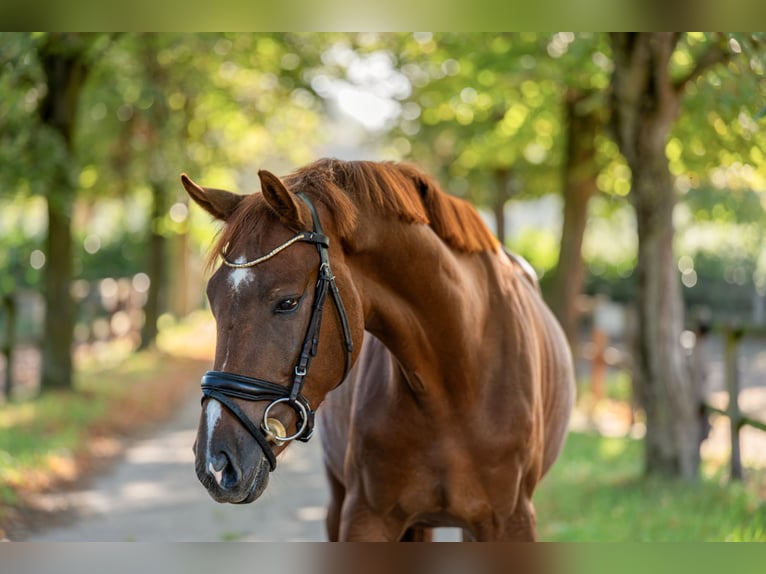 Hannoveriano Caballo castrado 3 años 163 cm Alazán in Verden (Aller)