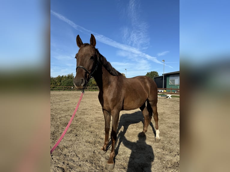 Hannoveriano Caballo castrado 3 años 163 cm Alazán in Blekendorf