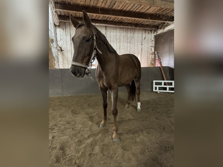 Hannoveriano Caballo castrado 3 años 163 cm Alazán in Blekendorf