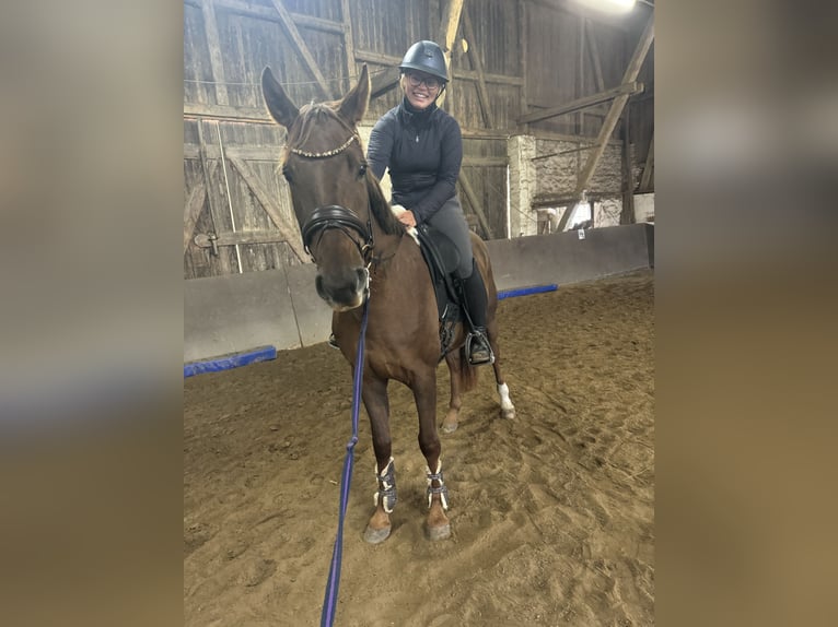 Hannoveriano Caballo castrado 3 años 163 cm Alazán in Blekendorf