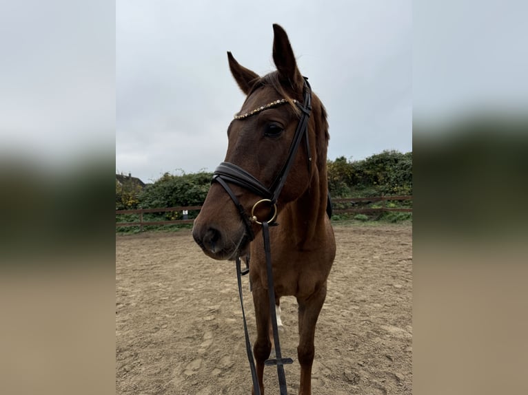 Hannoveriano Caballo castrado 3 años 163 cm Alazán in Blekendorf