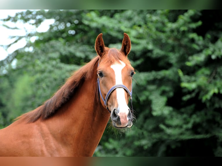 Hannoveriano Caballo castrado 3 años 163 cm Alazán in L&#xE4;hden