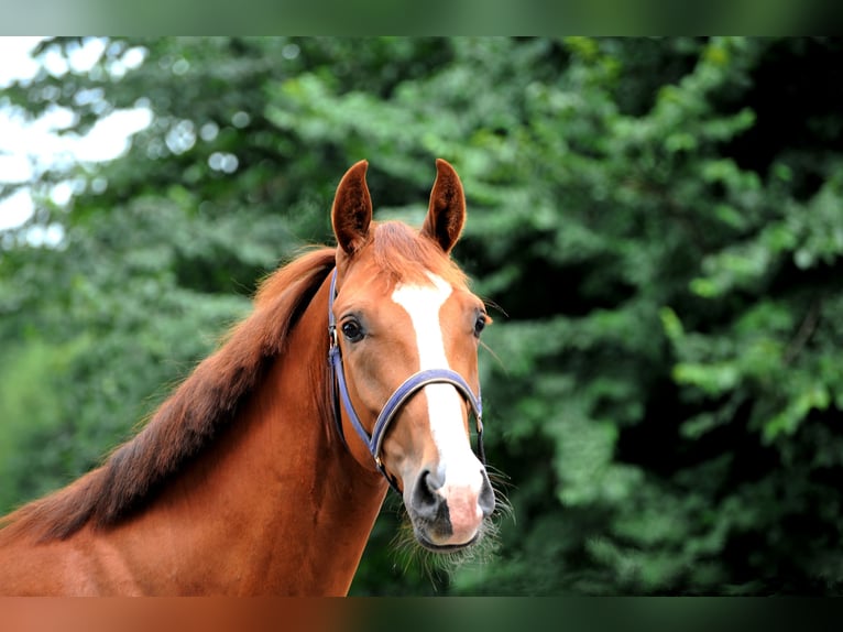 Hannoveriano Caballo castrado 3 años 163 cm Alazán in L&#xE4;hden
