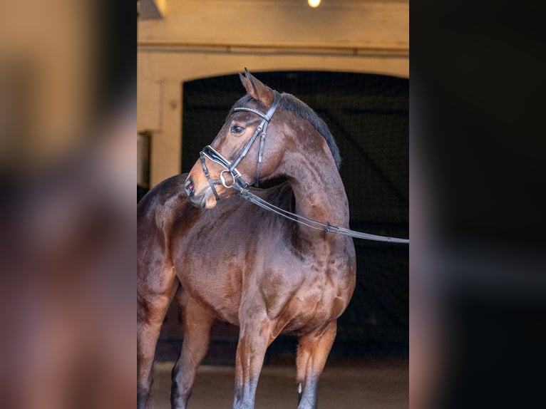 Hannoveriano Caballo castrado 3 años 163 cm Castaño in Hanstedt