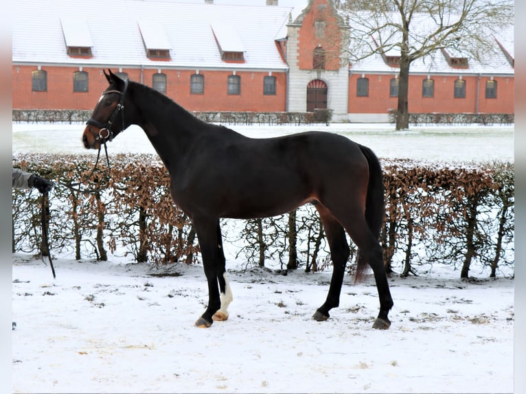 Hannoveriano Caballo castrado 3 años 163 cm Castaño in Celle