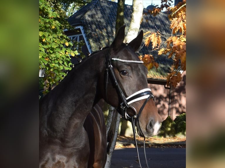 Hannoveriano Caballo castrado 3 años 163 cm Castaño oscuro in Fredenbeck