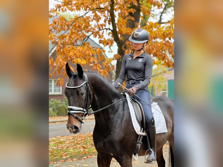 Hannoveriano Caballo castrado 3 años 163 cm Castaño oscuro in Fredenbeck