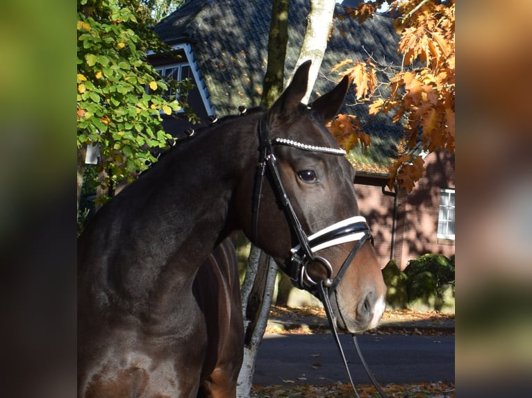 Hannoveriano Caballo castrado 3 años 163 cm Castaño oscuro in Fredenbeck