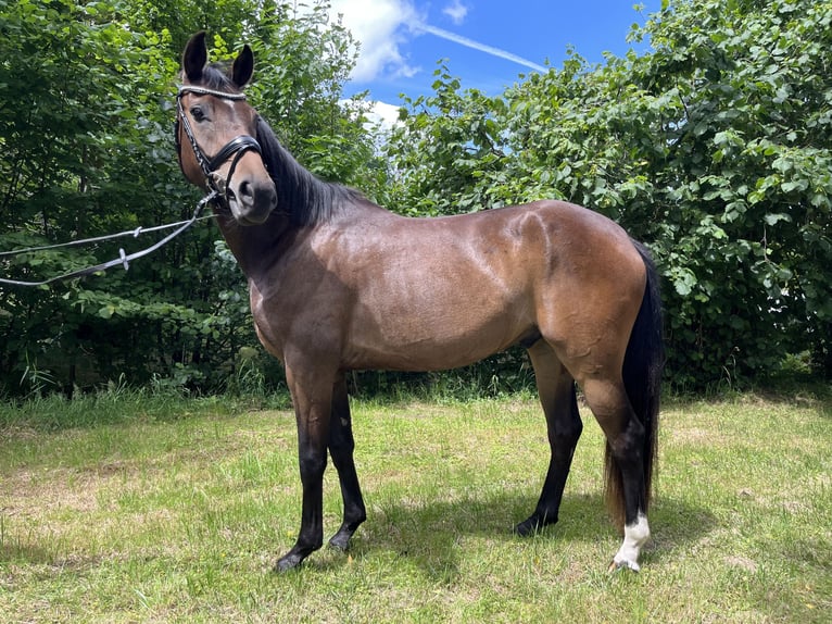 Hannoveriano Caballo castrado 3 años 163 cm Castaño oscuro in Hamburg Kirchwerder
