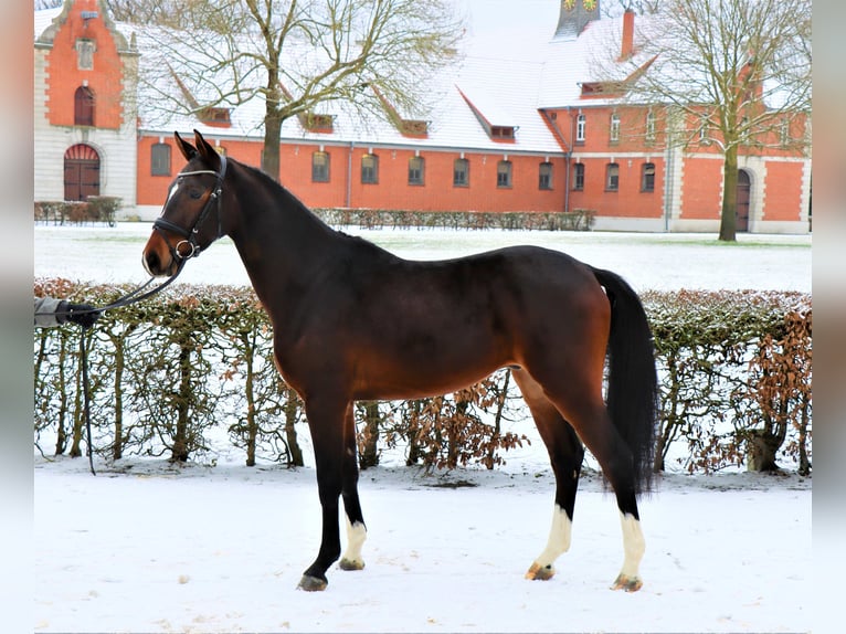 Hannoveriano Caballo castrado 3 años 163 cm Castaño oscuro in Celle