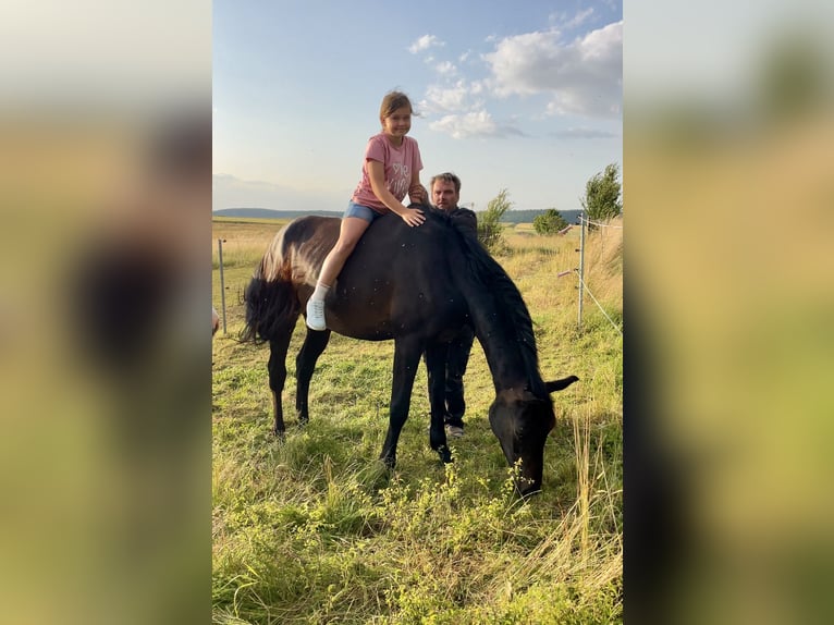 Hannoveriano Caballo castrado 3 años 163 cm Morcillo in Ronshausen