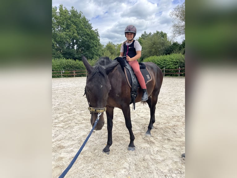 Hannoveriano Caballo castrado 3 años 163 cm Morcillo in Ronshausen