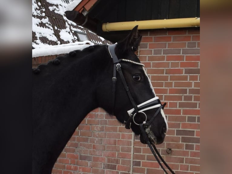 Hannoveriano Caballo castrado 3 años 163 cm Negro in Fredenbeck