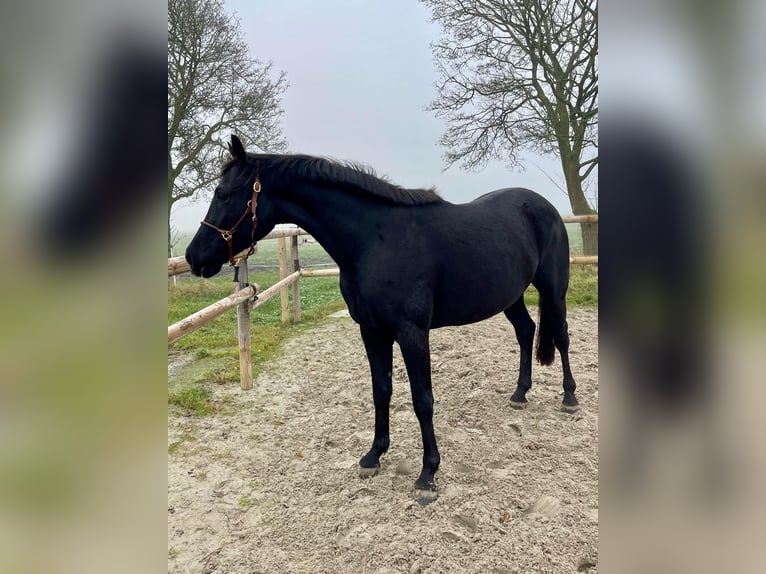 Hannoveriano Caballo castrado 3 años 163 cm Negro in Krummh&#xF6;rn Rysum