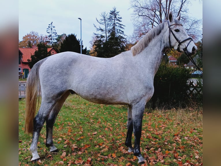 Hannoveriano Caballo castrado 3 años 163 cm Tordo in Burgdorf