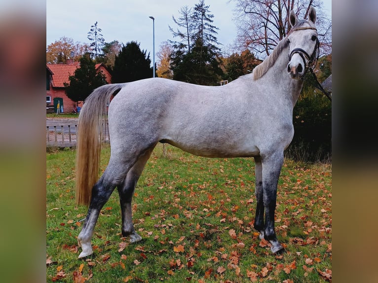 Hannoveriano Caballo castrado 3 años 163 cm Tordo in Burgdorf