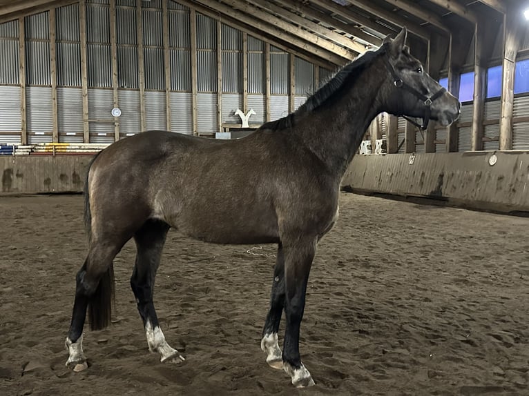 Hannoveriano Caballo castrado 3 años 163 cm Tordo in Wahrenholz