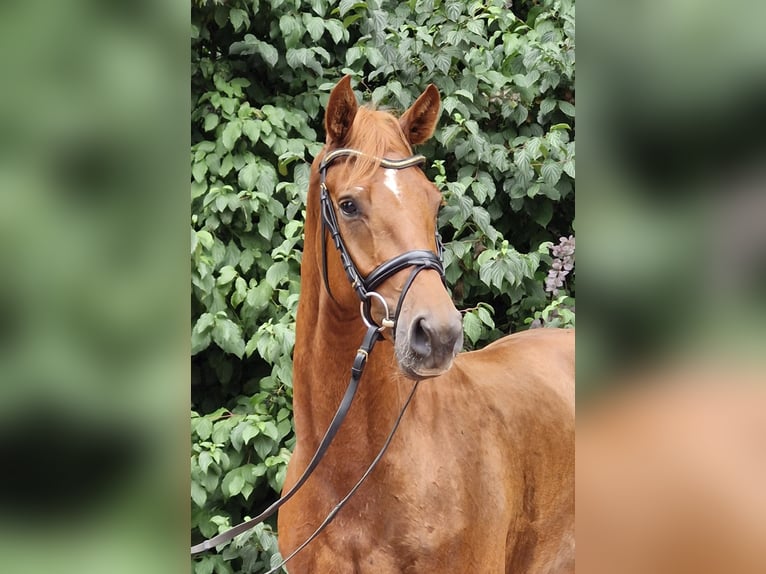 Hannoveriano Caballo castrado 3 años 164 cm Alazán in Ostercappeln