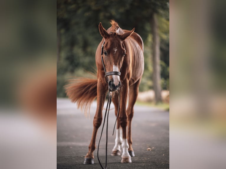 Hannoveriano Caballo castrado 3 años 164 cm Alazán-tostado in Alpen