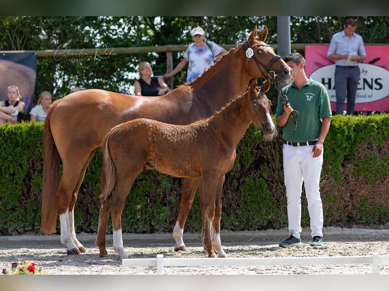 Hannoveriano Caballo castrado 3 años 164 cm Alazán-tostado in Alpen