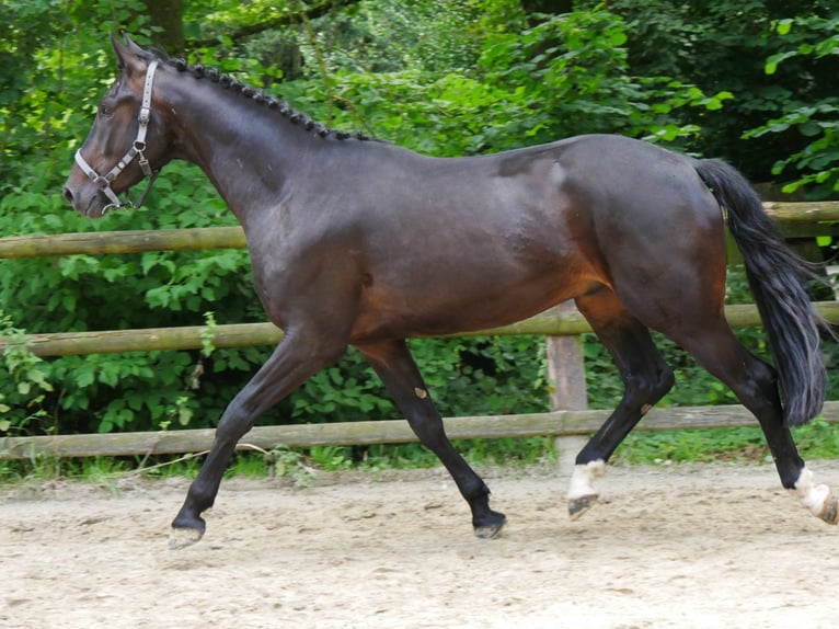 Hannoveriano Caballo castrado 3 años 164 cm in Dorsten