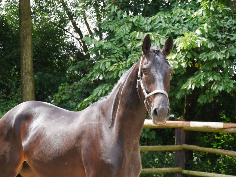 Hannoveriano Caballo castrado 3 años 164 cm in Dorsten