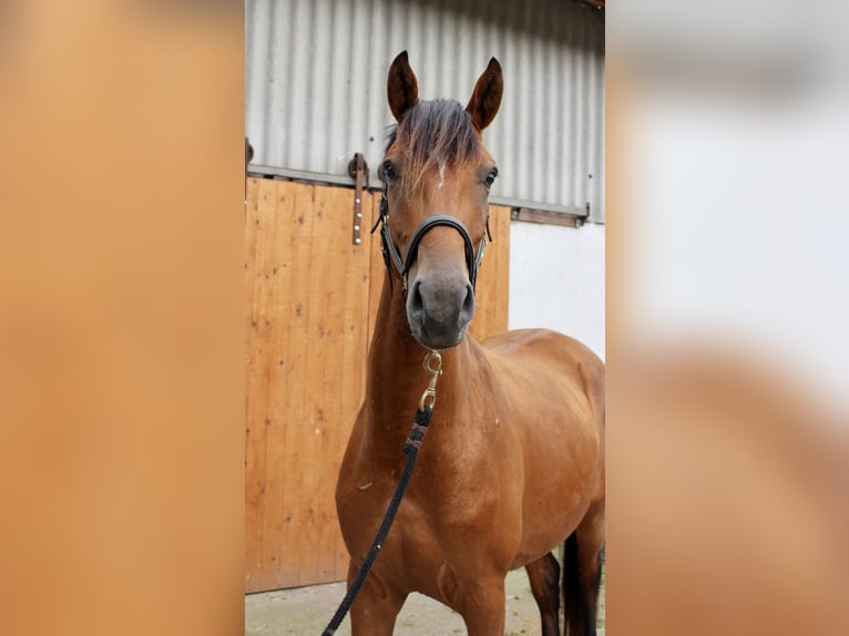 Hannoveriano Caballo castrado 3 años 164 cm Castaño in Hagen im Bremischen
