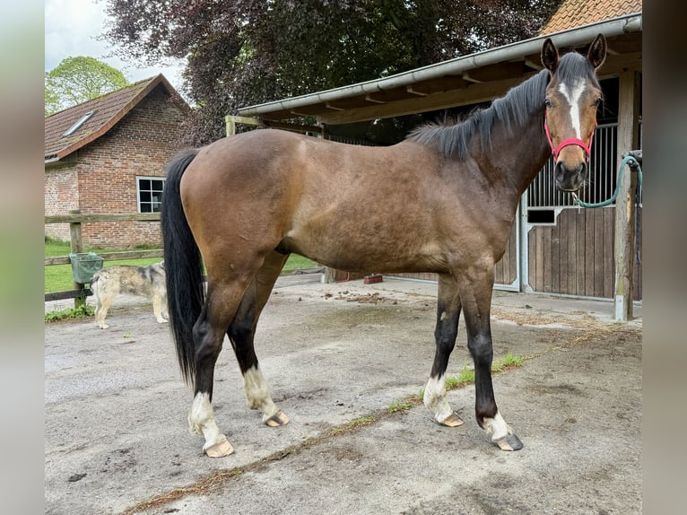 Hannoveriano Mestizo Caballo castrado 3 años 164 cm Castaño oscuro in Colnrade