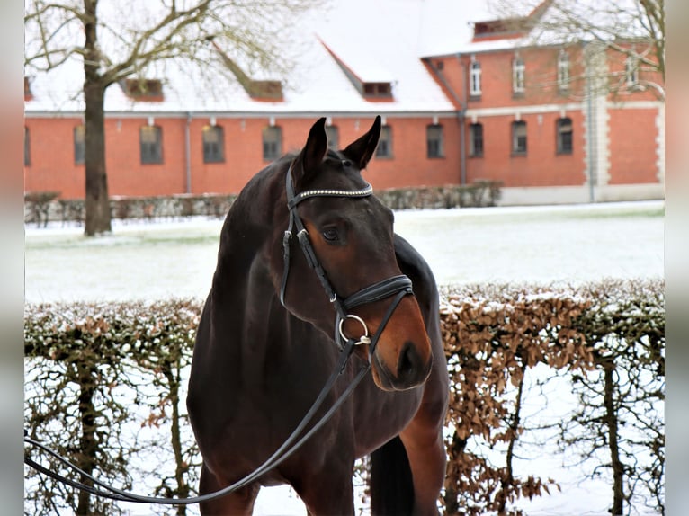 Hannoveriano Caballo castrado 3 años 164 cm Castaño oscuro in Celle