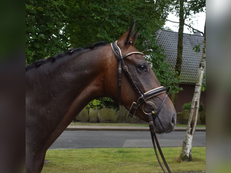 Hannoveriano Caballo castrado 3 años 164 cm Castaño oscuro in Fredenbeck