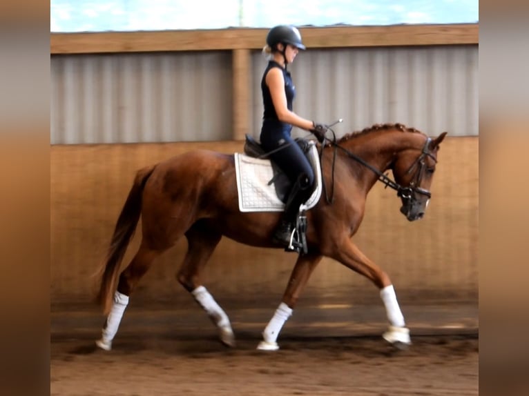 Hannoveriano Caballo castrado 3 años 165 cm Alazán in Fredenbeck