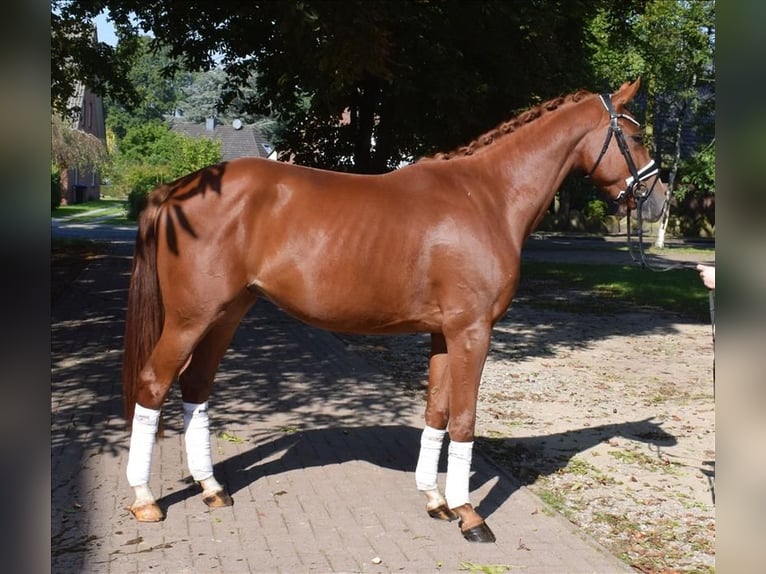 Hannoveriano Caballo castrado 3 años 165 cm Alazán in Fredenbeck