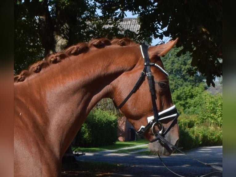 Hannoveriano Caballo castrado 3 años 165 cm Alazán in Fredenbeck